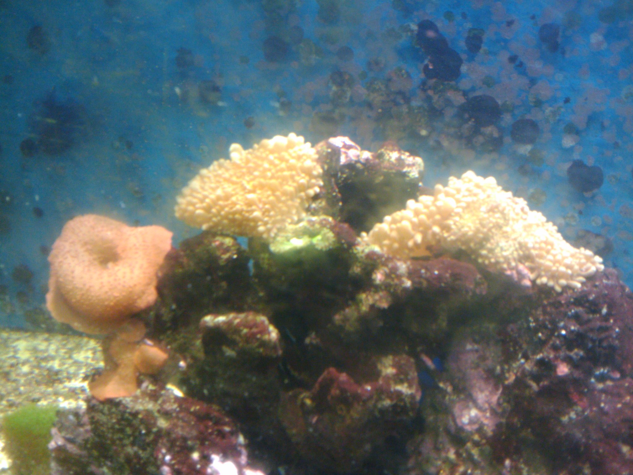 120g saltwater aquarium for sell, must go soon! make an offer